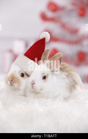 2 young rabbits Stock Photo