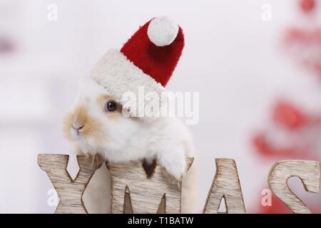 young rabbit Stock Photo