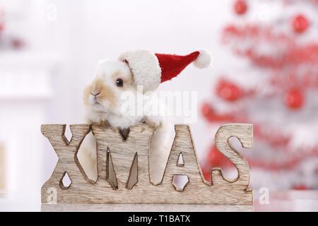 young rabbit Stock Photo
