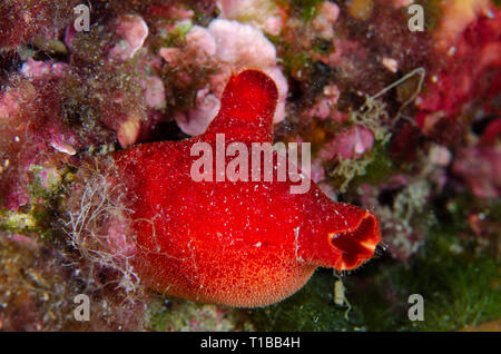 Red sea-squirt, Halocynthia papillosa, Pyuridae. Tor Paterno Marine Protected Area, Rome, Italy, Mediterranean Sea Stock Photo