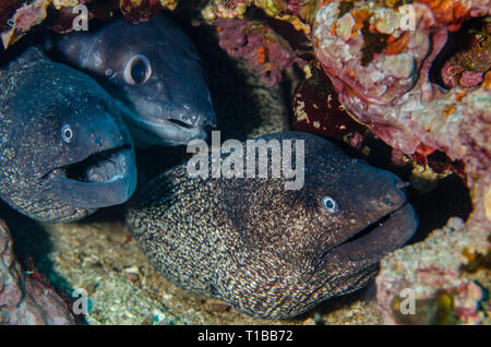 Mediterranean moray, Muraena helena, Muraneidae, Conger, Conger conger, Congridae, Tor Paterno Marine Protected Area, Rome, Italy, Mediterranean Sea Stock Photo