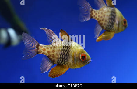 Close-up view of a pajama cardinalfish (Sphaeramia nematoptera) Stock Photo
