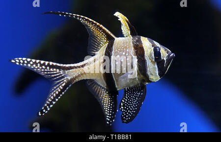 Close-up view of a Banggai cardinalfish (Pterapogon kauderni) Stock Photo