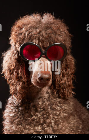 Studio portrait of standard poodle in bright color summer eyeglasses posing in front of the black background. Funny dog with sunglasses looking smart. Stock Photo