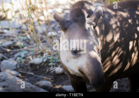 Close up portrait of an adult Baird's tapir (tapirus bairdii). Stock Photo