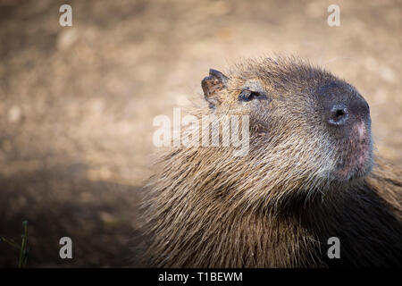 Close up portrait of an adult capybara (Hydrochoerus hydrochaeris) Stock Photo