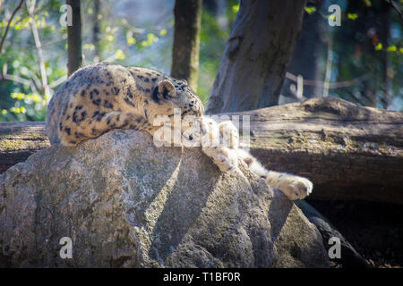 Snow leopard (Panthera uncia) sleeping on a rock on a sunny day.
