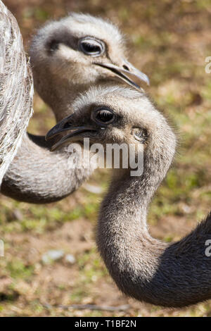 Two adults of Darwin's rhea (Rhea pennata), also known as the lesser rhea, with crossed heads, detail. Stock Photo