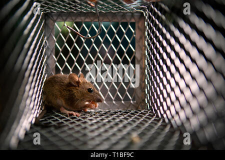 one rat eating something in metal trap Stock Photo