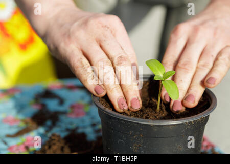 Woman planting small green plants with her hands. Stock Photo