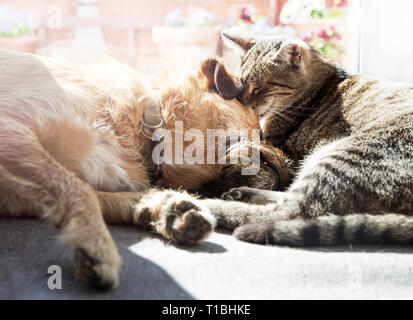 Dog and cat playing together Stock Photo