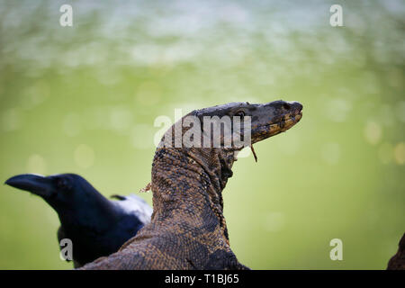 This unique picture shows how the heads of a Komodo dragon and a raven cross in the famous lumpini city park in Bangkok Stock Photo