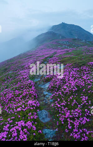 Twilight in the mountains. Pathway among pink flowers. Glade of blossoming rhododendrons. The old observatory on top. Carpathian Mountains, Ukraine Stock Photo