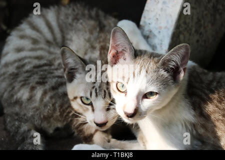 This unique picture shows a cat couple living on the street in Bangkok. These two cats are best friends and are very nice Stock Photo
