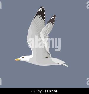 The common seagull mew gull European herring gull. Vector illustration. Element for your design. Flying bird, white feathers, Stock Vector