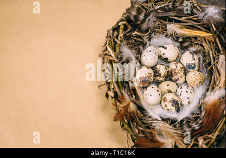 Closeup nest with quail eggs and sheet of paper for your text on. Stock Photo