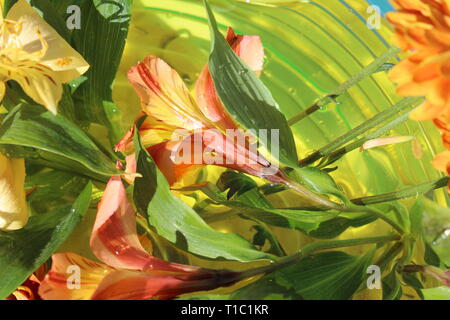 Collage of yellow and orange lilies, green leaves, with a blue background in a symmetrical form Stock Photo