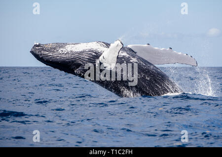 A huge Humpback whale, Megaptera novaeangliae, breaches out of the blue waters of the Caribbean Sea. Stock Photo