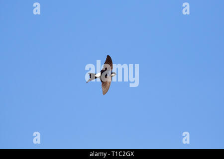 Common house martin / northern house martin (Delichon urbicum) in flight against blue sky showing white rump Stock Photo