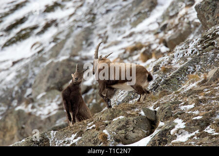 Two young Alpine ibex (Capra ibex) males fighting on mountain slope during the rut in winter, Gran Paradiso National Park, Italian Alps, Italy Stock Photo