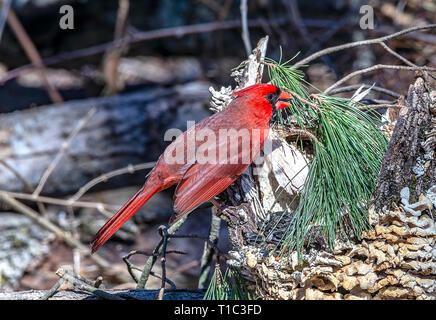 Male Northern Cardinal Stock Photo