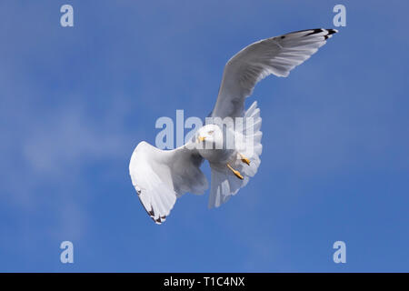 A ring-billed gull folds and curves its wings to ride the wind currents in the blue sky. Stock Photo
