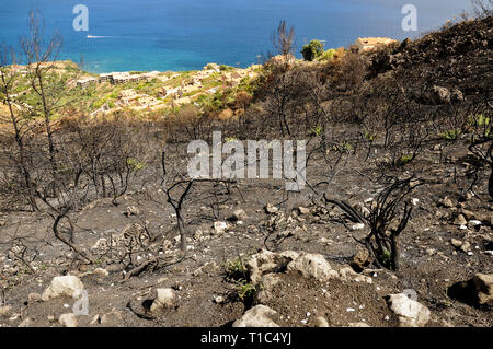 View of the black burned trees after disastrous forest fire on a hill. Mediterranean landscape in Greece after wildfire. Stock Photo