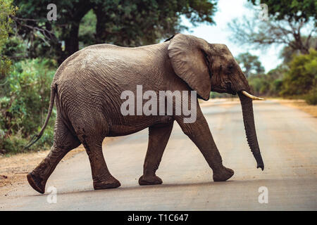 An elephant walking on the road in Kruger National Park Stock Photo