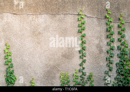 Ivy on Gray Concrete Plaster Wall. Blank Background Stock Photo