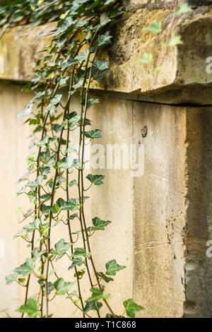 Ivy on Gray Concrete Plaster Wall. Blank Background Stock Photo