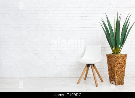 Home plant and chair on white background Stock Photo