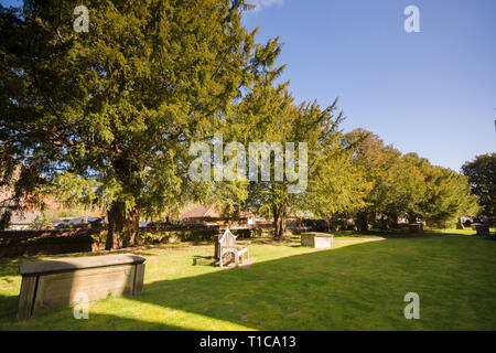 The ancient yew trees at Saint Mary the Virgin Church Overton on Dee ...