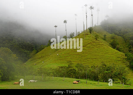 Wild horses resting on the green grass of the Cocora Valley with its giant wax palm trees in the fog and mist near Salento, Colombia. Stock Photo