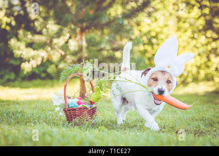 Happy dog wearing bunny ears for Easter party holding large carrot in mouth Stock Photo