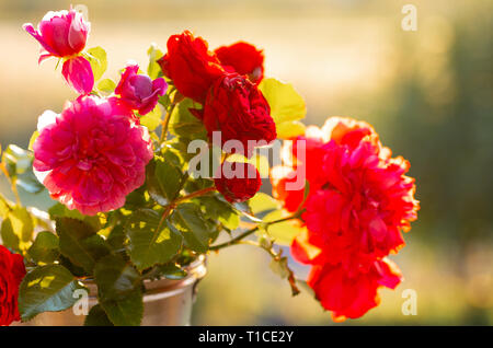 A bouquet of fresh garden roses in an aluminum bucket. Sunny day, backlight Stock Photo