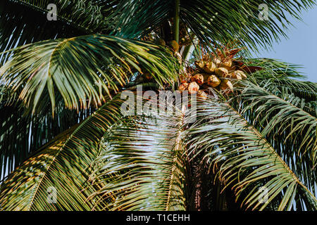 Coconut cluster on palm tree, beautiful fresh leaf with background blue sky. Tropical fruits vegetation Stock Photo