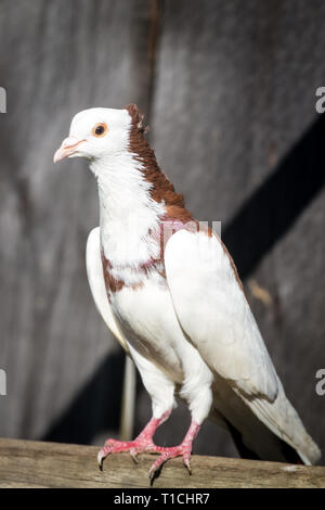 Österreichischer Ganselkröpfer (Columba livia domestica), a critically endangered pigeon breed from Austria Stock Photo