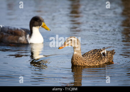 Pair of ducks swimming in the water (Anatidae) Stock Photo