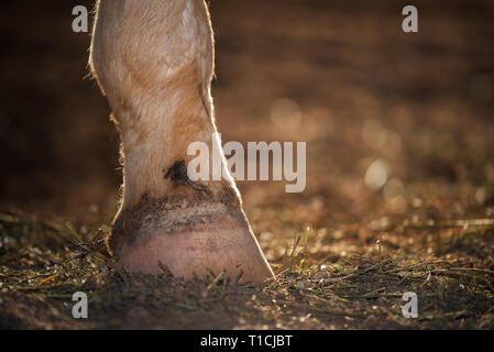 Horse lower leg Stock Photo