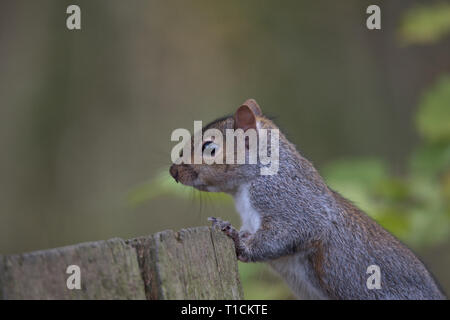 Eastern gray squirrel in the UK Stock Photo