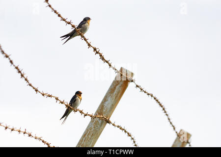 Contrast between harsh rusty barbed wire and small fragile welcome swallow Stock Photo