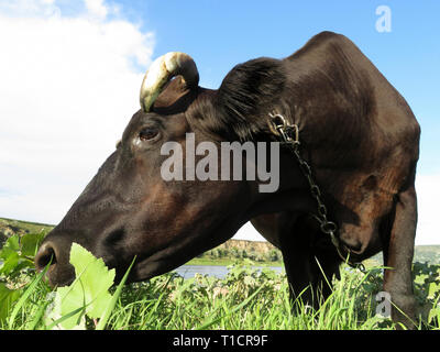 Black cow eating grass on a green meadow, wide angle portrait. Beautiful cow grazing on a pasture on background of blue sky and white clouds