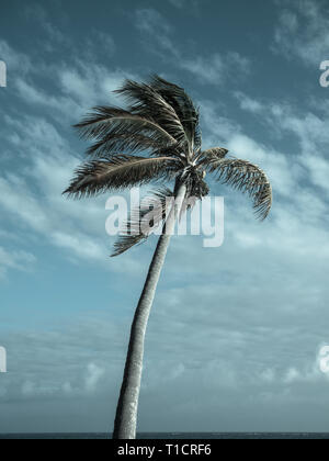 Dramatic Landscape Photograph of Beautiful Palm Tree, Bahamas Islands, Eleuthera, The Bahamas, The Caribbean. Stock Photo