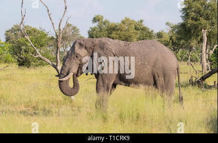 Elephant drinking, Botswana, Okavango delta Stock Photo