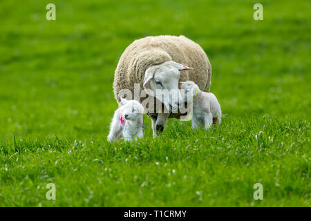 Texel Ewe (female sheep) with two newborn lambs in lush green meadow in Springtime.  Concept: Mother's love.  Landscape. Space for copy. Stock Photo