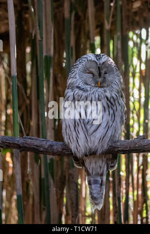 Ural owl resting on a branch, medium-sized nocturnal bird of prey, vertical image of gray and white bird Stock Photo