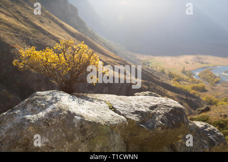 Wild bonsai of pine on sandstone rocks.  Yellow mist in valley below peak. Autumnal foggy weather bellow. Stock Photo