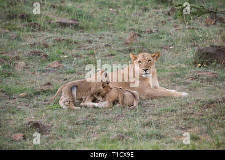 Lion (Panthera leo) adult female and cubs Stock Photo