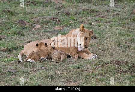Lion (Panthera leo) adult female and suckling cubs Stock Photo