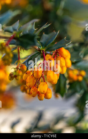 Darwin's barberry - Berberis darwinii - an evergreen shrub with its colourful drooping racemes of rich orange flowers during spring in the UK Stock Photo